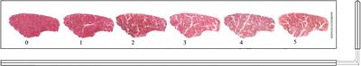 Association between rumen microbiota and marbling grade in Hu sheep